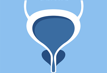 Prostate gland An image of a Prostate gland