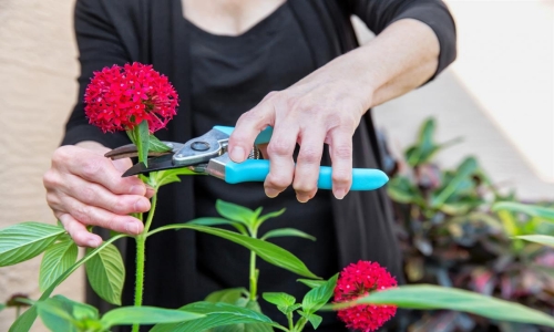 woman cutting flowers