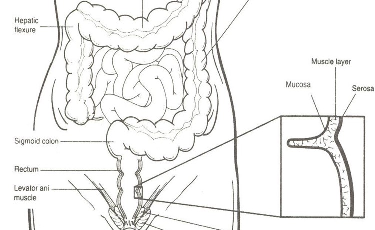 GI tract