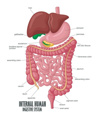 hepatobiliary